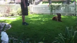 K9Conservatory-Sadie GLD-DOWN w Duration