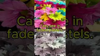 How Cats See the World vs. Humans -  Visual Comparison! #HowCatsSee