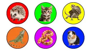 Pets: Cat, Lizard, Hedgehog, Guineapig, Corn Snake, Iguana
