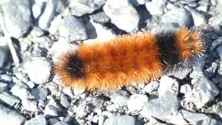 Woolly Bear in 4K - November 2, 2019