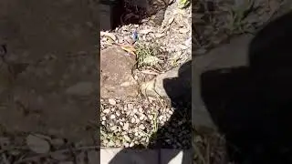 ONION WEED KILLER