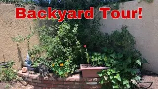 Backyard Tour and Papaya Envy