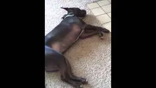 Pitbull dreaming