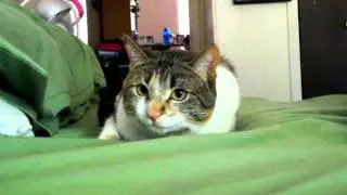 Cat's pupils dilate as she watches bubbles