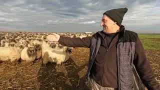 Fermă de Oi Bucălăi,Breze și Racka a DL Lupu Aurelian și Aura Ionela din Jebel .Timis 