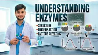 Enzymes Structure & Mechanism of Action | Lock & Key vs Induced Fit | اینزائم کیسے کام کرتے ہیں؟