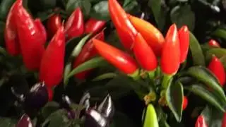 Capsicum annuum