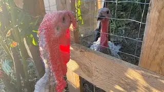 Our Turkeys Have a Fight - and We Realize Something More is Going On