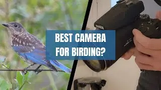 Is This The Best Camera for Birding? Nikon Coolpix P950 Review