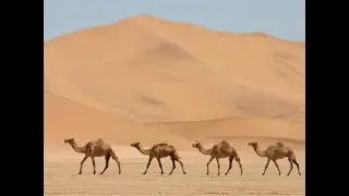 camelos caminhando no deserto