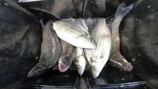 Catching white bass with hair jigs