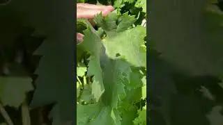 Effetti oidio su vigneto