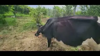 الحمكه اكله عراقيه ريف العراق صلاح الدين ناحية الحجاج Rural Iraq, Salah al-Din, al-Hajjaj district