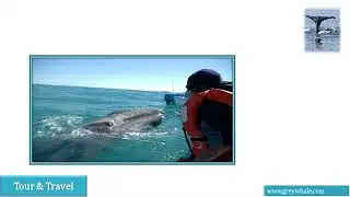 Whale Watching Camp Baja