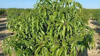 نمو خضري جميل بعد جمع ثمار صنف الناعومي في مزرعة عمر 4 سنوات 🥭 | مدرسة تقليم علي أعلي مستوي 👌🥭