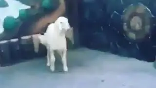 Tiger vs sheep