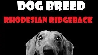 DOG BREED - Rhodesian Ridgeback [ENG]