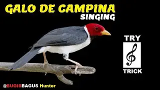 Galo De Campina Singing Try Trick