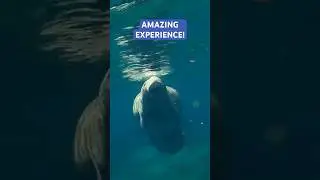 Why everyone is fascinated by this amazing creature