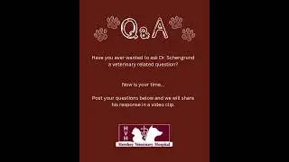Q&A With Dr. Schengrund