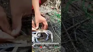 PERBEDAAN KEPITING DENGAN RAJUNGAN‼️ #kepiting #rajungan #edukasi #shorts #viral