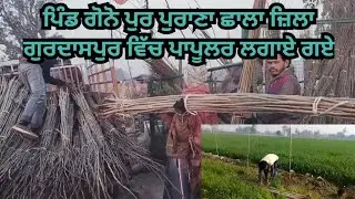 ਪਿੰਡ ਗੋਨੇ ਪੁਰ (ਪੁਰਾਣਾ ਛਾਂਲਾ) ਗੁਰਦਾਸਪੁਰ ਵਿੱਚ ਪਾਪੂਲਰ ਲਗਾਏ ਗਏ | popular farming in punjab #poplar