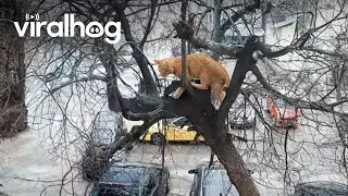 Cat Climbs Frozen Tree To Get Home || ViralHog