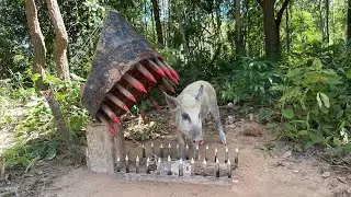 Creative Unique Wild Pig Trap Using  Big tree stump And Rubber That Work 100% #wildanimals 