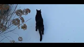 Return of the Snow-Poe! 