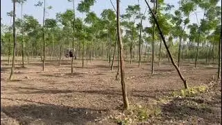 मालाबार नीम जंगल #india #jungle #neem #agriculture#khet#kheti#agroforestry#agro #wood#farmer#agro