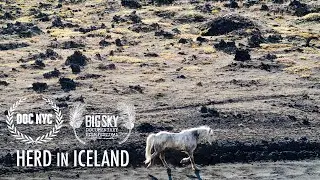 Herd in Iceland - film trailer