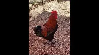 Chicken watching 2 Just relaxing. #chicken #chickencoop