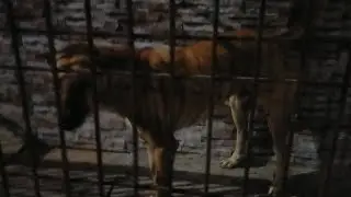 Aaj gali ke kutte ko jail me band krr diya🤣