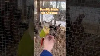 🐓🦜🐓🐓 #greencheek #cute #gcc #short #shorts #chickens #animals #chickencoop #parrot #conure