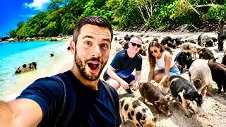 Visiting PIG Island In Koh Samui! 