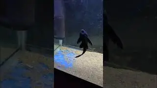 சுத்தம் பண்ணும் மீன் | Tank Cleaning fish