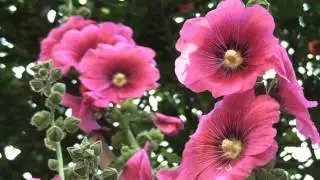 Floricanto - El Desierto (Lhasa de Sela cover )