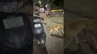 Day 58 | Mission Pashu Seva Begins 🐄🐕 | 365 Days of Feeding Cows & Dogs | Bhawesh Motwani