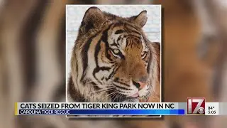 Carolina Tiger Rescue takes in tigers tied to Netflix's 'Tiger King'