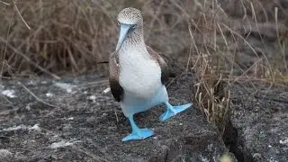 Piqueros de Patas Azules