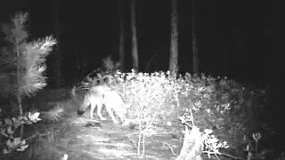 Coyote peeing