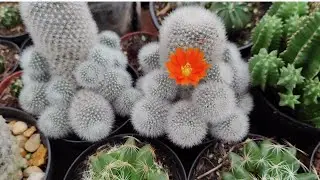 Uma maravilhosa flor inédita que abriu na coleção de cactos. Perfeiçãooooo 😊😊😊🌺🌺🌺🌺🌺🌵🌵🌵🌵🌵