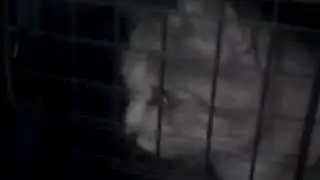 Cute killer