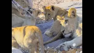 Thomson Safaris Guest Video &mdash; Baby Animals Playing