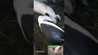 #MALACOK🐷🐖