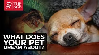 What does your pet dream about?