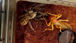 Monster Cricket vs Tarantula: Witness the Thrilling Battle Between Two Fierce Predators!