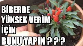 Saksıda Biberden Yüksek Verim Almak İçin Bunu Uygulayın.
