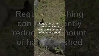 Managing Shedding in Pets #shorts