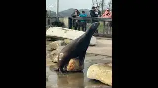 Trip to Welsh mountain Zoo (All my clips!)